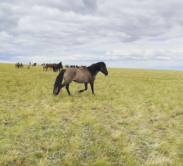 Отчет о возможных воздействиях для крестьянского хозяйства «БЕРЕКЕ-5» 