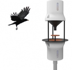 Вороны обменивают окурки на еду - Голландский стартап