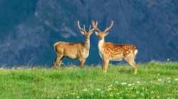 Всемирный день окружающей среды (World Environment Day).