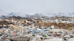 Как избавиться от полиэтиленовых пакетов